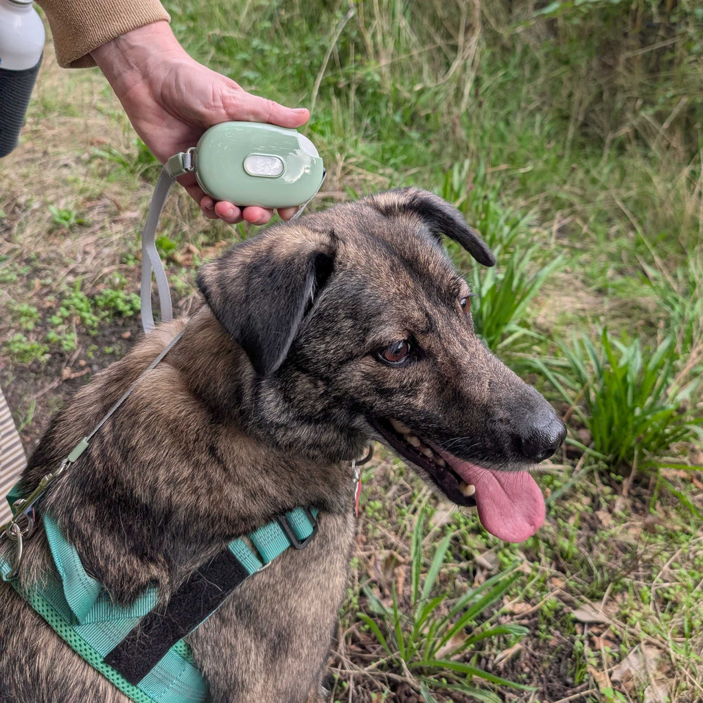 Pocket Pod Retractable Dog Lead with Wrist Strap - Green - 1.5m
