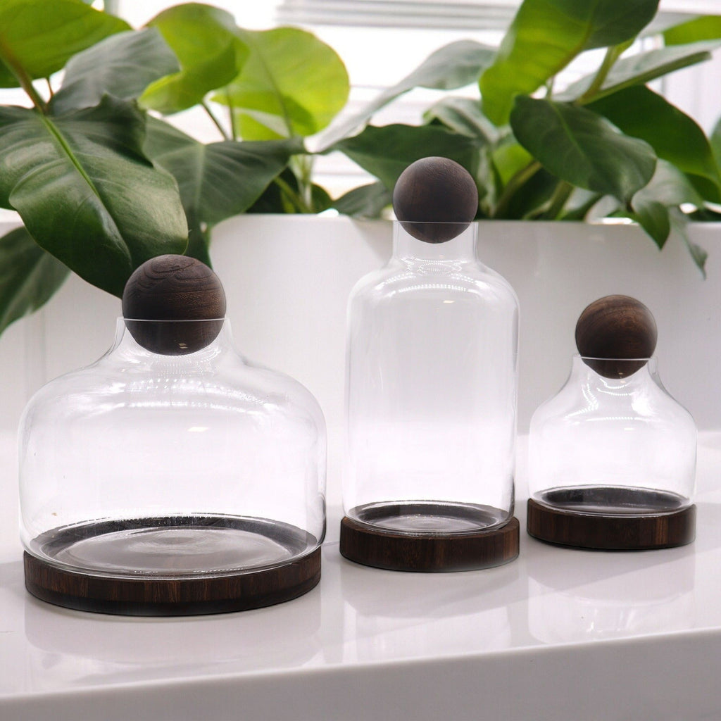 Apothecary Ball Terrarium on Dark Tung Wood Stand — Medium