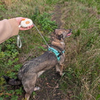 White Paw Pet Leash Pocket Pod  - 1.5m