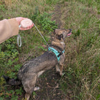 Pocket Pod Retractable Dog Lead - Pink - 1.5m (Up to 25kg)