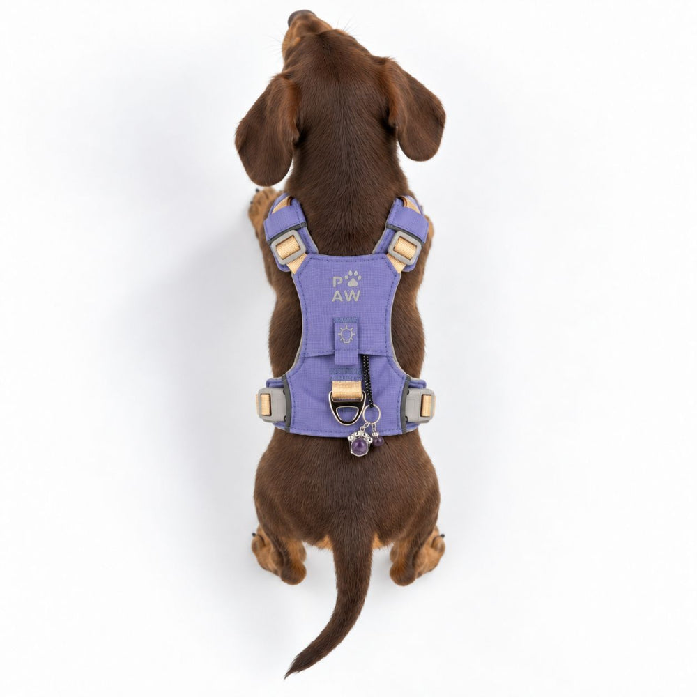PAW XS Step-in Dog Harness - Lavender & Amethyst Charm