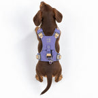 PAW XS Step-in Dog Harness - Lavender & Amethyst Charm