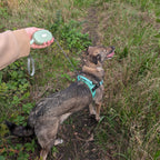 Pocket Pod Retractable Dog Lead with Wrist Strap - Green - 1.5m