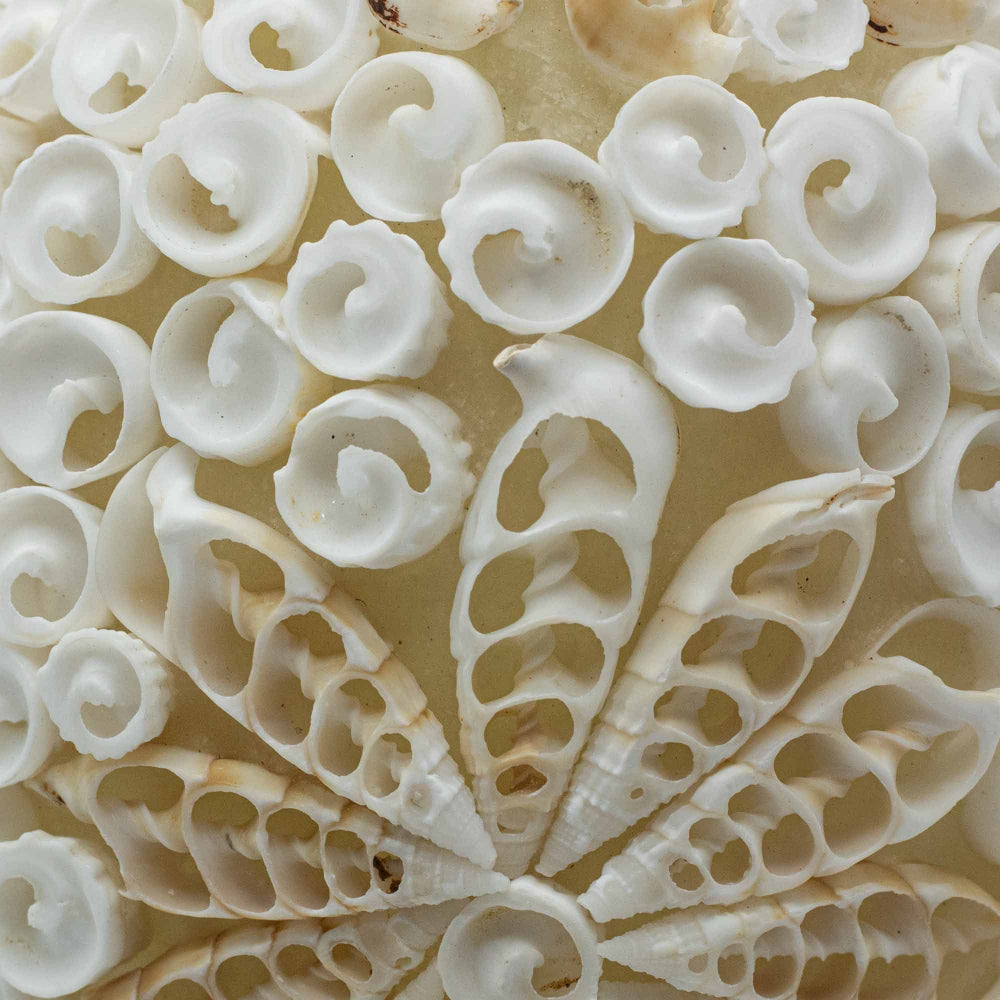 The Shell Lamp | Cut Art Oval