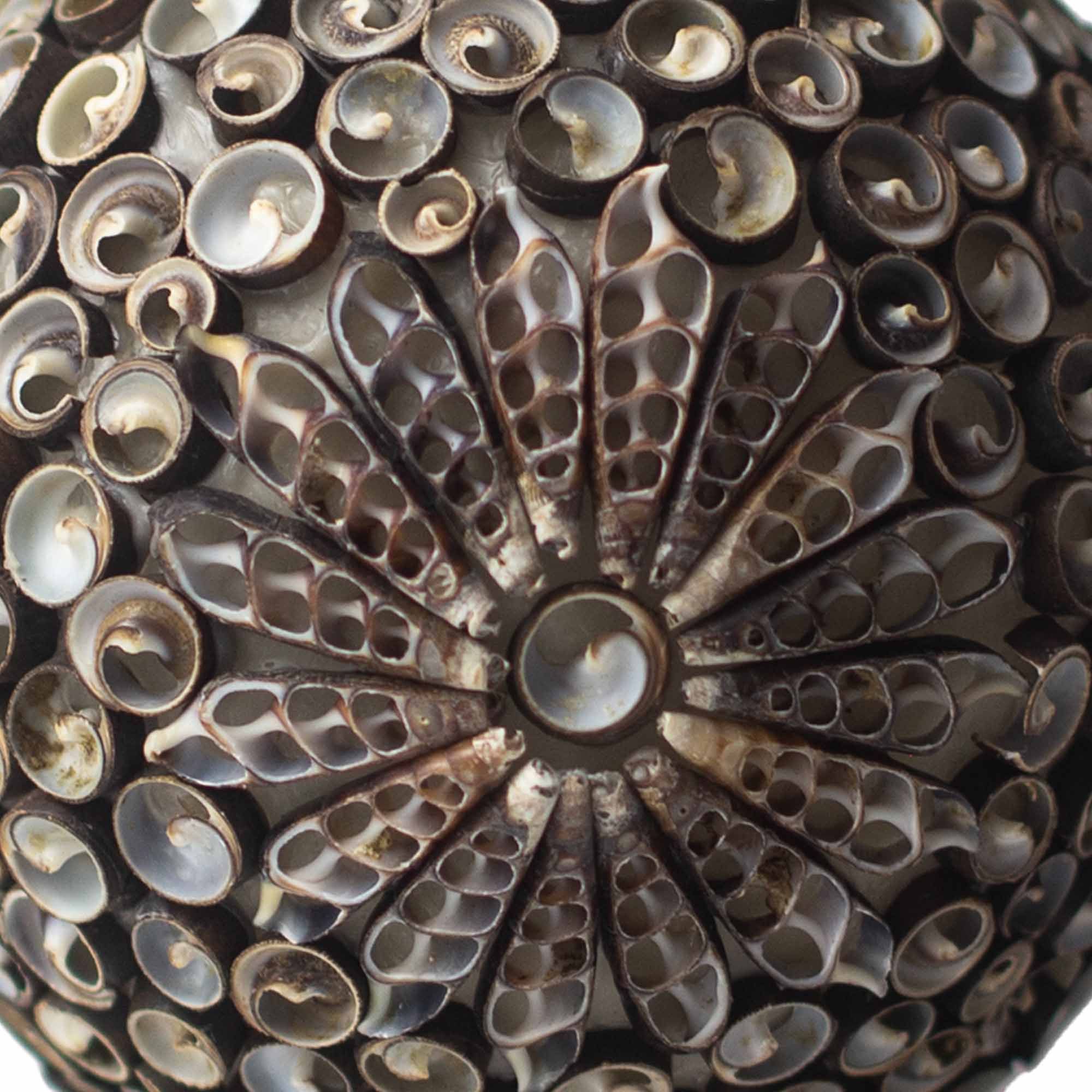 The Shell Lamp | Chocolate Twist Oval Large