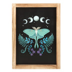 Eleanoras Luna Moth Framed Print Framed Prints