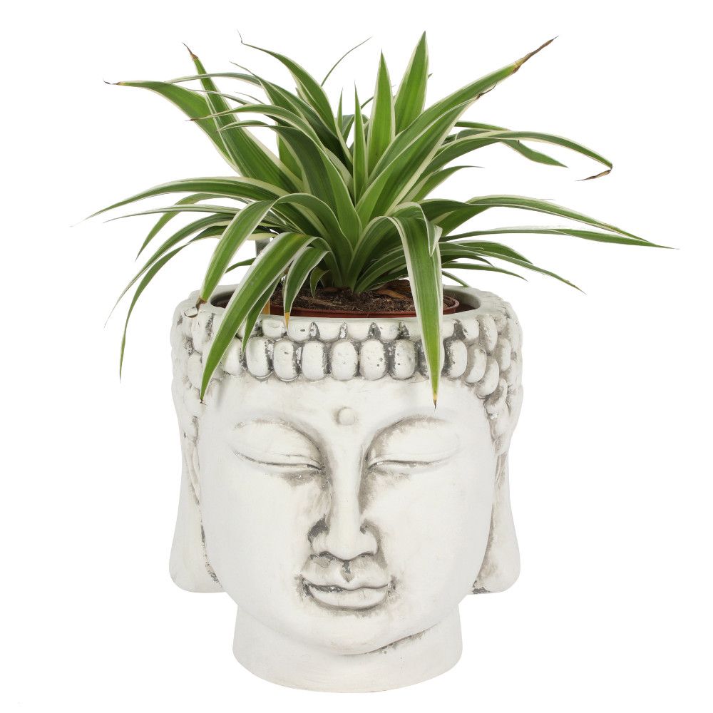Eleanoras White Terracotta Buddha Head Planter Plant Pots