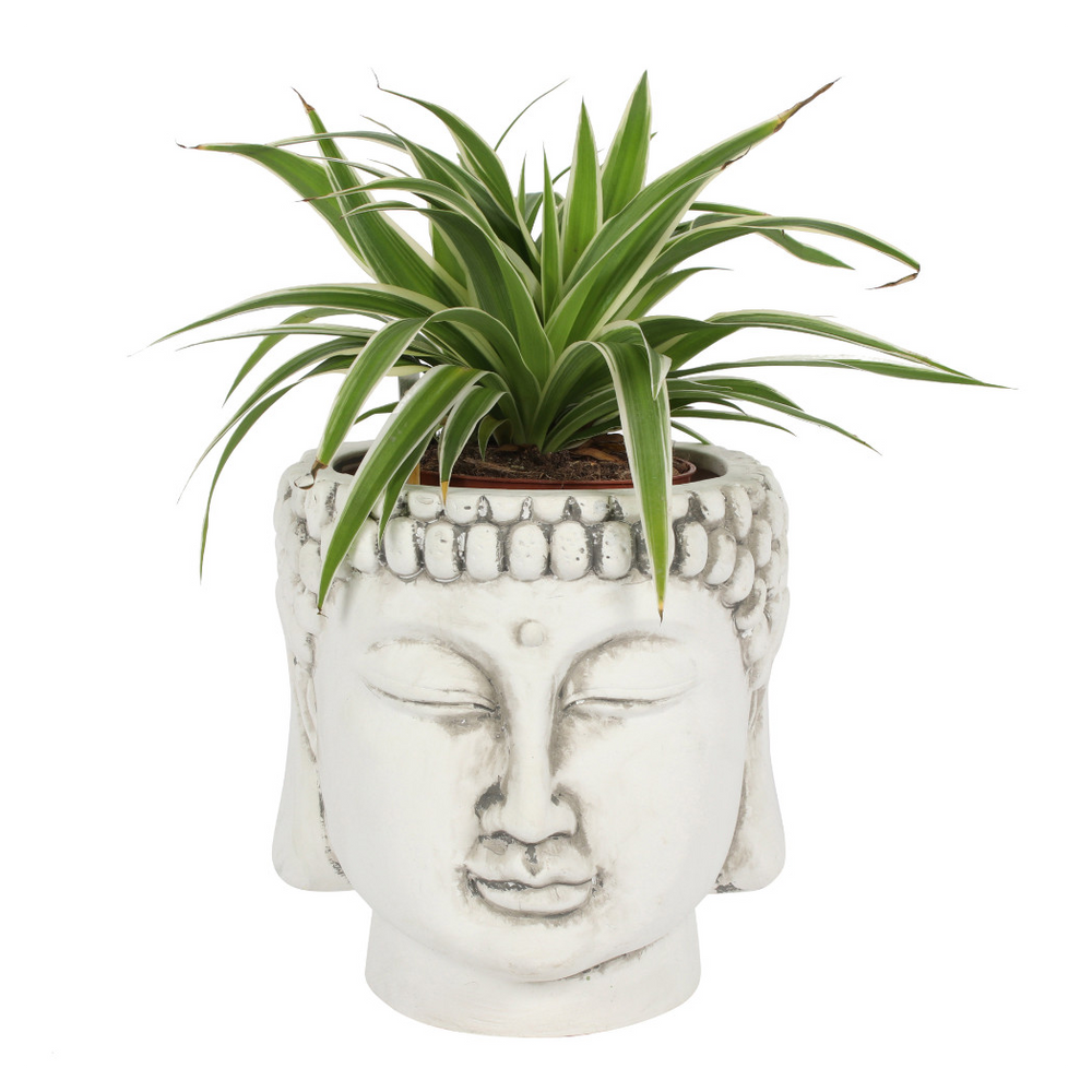Eleanoras White Terracotta Buddha Head Planter Plant Pots